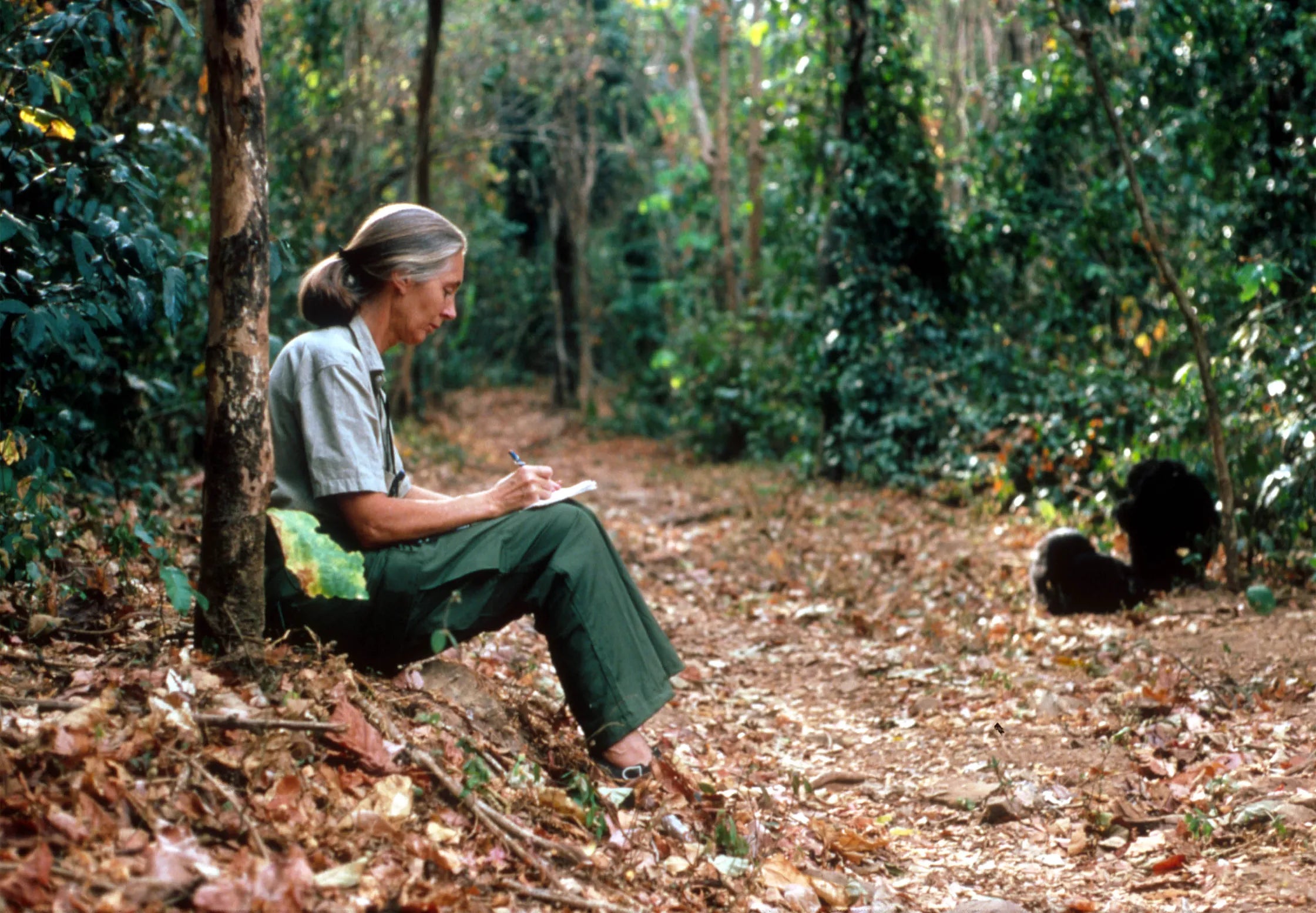 Sustainable Fashion ! Learn From Dr. Jane Goodall